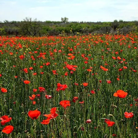 Panzió Principe Bari
